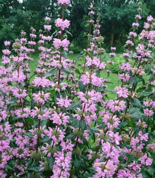 Phlomis tuberosa 'Bronze Flamingo'